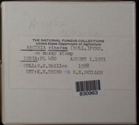 Arcyria cinerea (d3) image